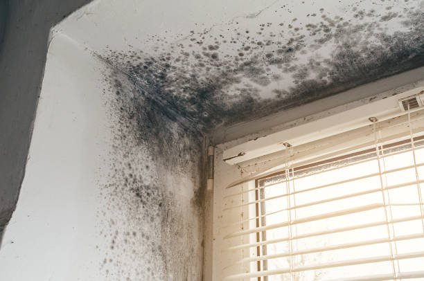 Affordable Black Mold Remediation solutions in Kingsford, MI